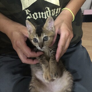 3ヶ月の子猫