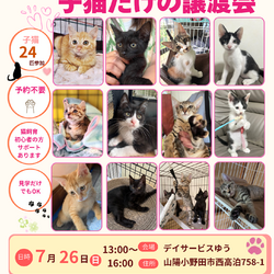 子猫だけの譲渡会
