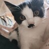 尻尾の長い白黒ちゃん サムネイル2