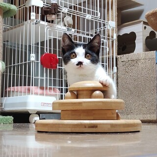尻尾の長い白黒ちゃん