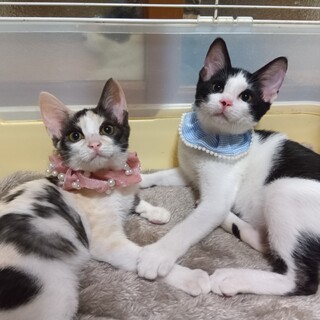 パステル三毛とハチワレの兄妹★ペア譲渡希望