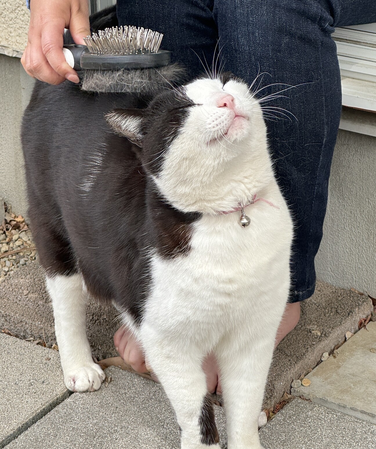 元飼い猫の甘えん坊【りく君】の家族募集 サムネイル1