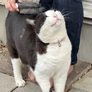 元飼い猫の甘えん坊【りく君】の家族募集