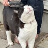 元飼い猫の甘えん坊【りく君】の家族募集 サムネイル1