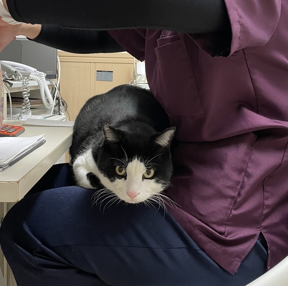 元飼い猫の甘えん坊【りく君】の家族募集 サムネイル2