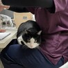 元飼い猫の甘えん坊【りく君】の家族募集 サムネイル2
