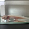 里親さんを探してます。2匹まとめても可！