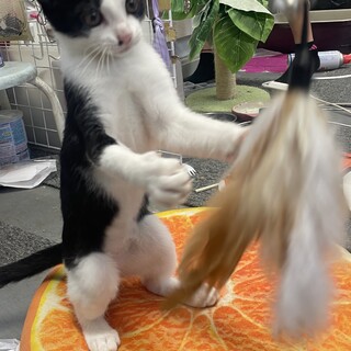 ハチワレ兄妹