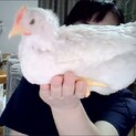 手乗りのピヨピー