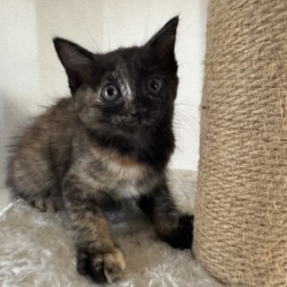 かわいい黒サビちゃん❣️