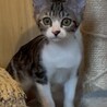 天真爛漫な甘えん坊のコトモダチくん