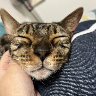 8歳 ベンガルの男の子です。