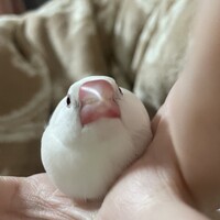 もこもこ