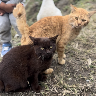 猫を引き取って下さる方