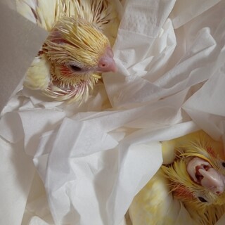 オカメインコさし餌必要6月25日、7月2日産まれ