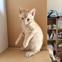 茶トラ男の子 生後約2ヶ月