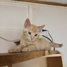 茶トラ男の子 生後約2ヶ月 サムネイル2