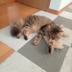 猫侍シーズン２