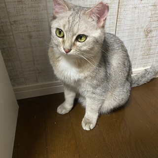 雑種のメス猫のツキちゃんです‼️