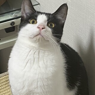 【ハチワレ柄】元気いっぱい甘えん坊な猫ちゃん