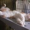 お顔がまんまる茶白くん サムネイル3