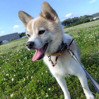 ココ☆なでなで大好きボーイ♡