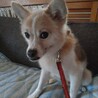 ココ☆なでなで大好きボーイ♡ サムネイル4