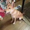 雑種(詳しいことは不明です) サムネイル2