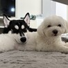 お兄ちゃんを枕にしてます笑
