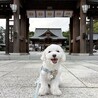 御朱印集め