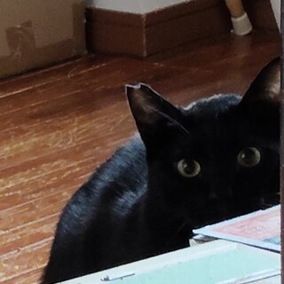 おっとり雰囲気のある黒猫ネロくん