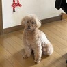 の写真