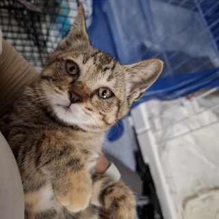 めちゃめちゃかわいい麦ワラ子猫ちゃん