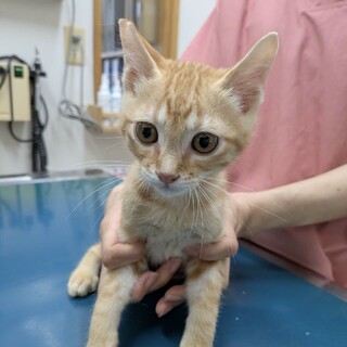 茶トラ子猫のチャトン(約3ヶ月)本気の譲渡会参加