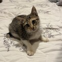 大人しくて人懐こい元気な子猫ちゃん❤︎