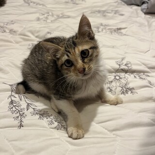 大人しくて人懐こい元気な子猫ちゃん❤︎