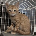 茶トラ子猫のトラン(約3ヶ月)本気の譲渡会参加