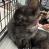募集停止　甘々デレデレ女子❤️ミトンズ サムネイル4