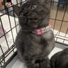 募集停止　甘々デレデレ女子❤️ミトンズ サムネイル5