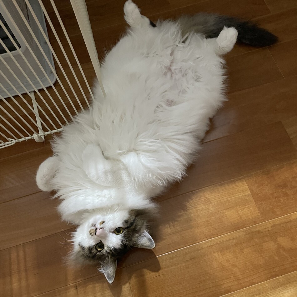 ライトのカバー写真