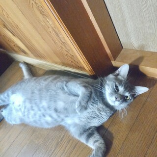 グレーで美形な男の子！