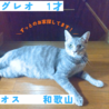 グレーで美形な男の子！ サムネイル2
