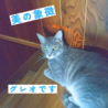 グレーで美形な男の子！ サムネイル3