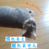 グレーで美形な男の子！ サムネイル5