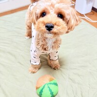 ももちゃん