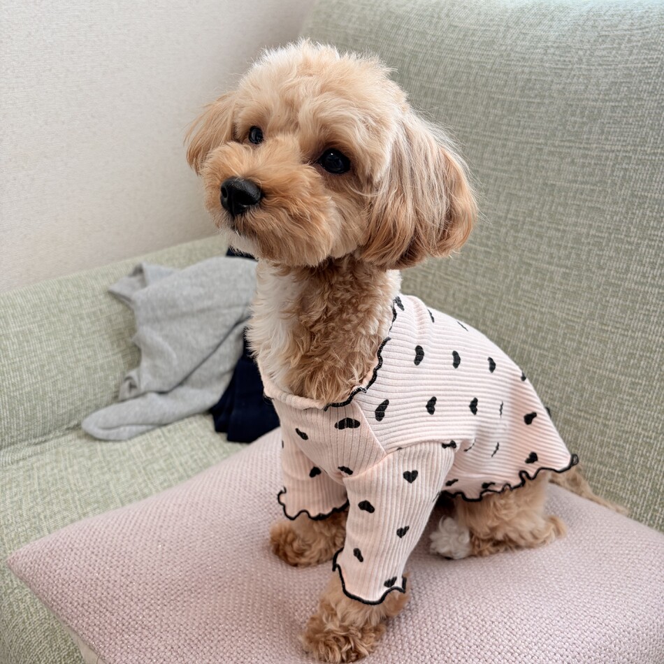 ももちゃんのカバー写真