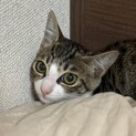【子猫】2ヶ月・1.45kgのかわいい女の子