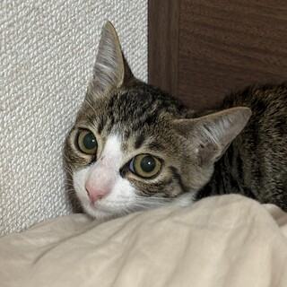 【子猫】2ヶ月・1.45kgのかわいい女の子