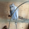 もう一つの掲載の鳥と2羽一緒に飼って頂ける方