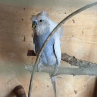 もう一つの掲載の鳥と2羽一緒に飼って頂ける方
